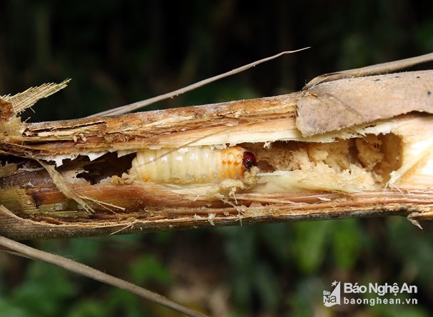 Vượt rừng săn sâu khủng” làm món ăn ở vùng cao Nghệ An-5