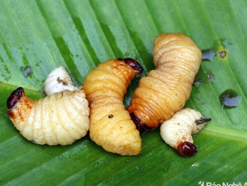 Vượt hàng trăm km hốt bạc triệu mỗi ngày nhờ nghề săn tôm bay-10