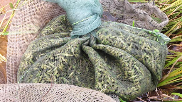 Vượt hàng trăm km hốt bạc triệu mỗi ngày nhờ nghề săn tôm bay-7