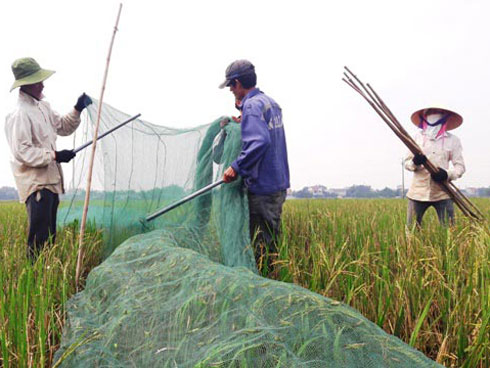 Tôm bay giá 250.000 đồng/kg được săn lùng, dân buôn bán cả tạ mỗi ngày-6