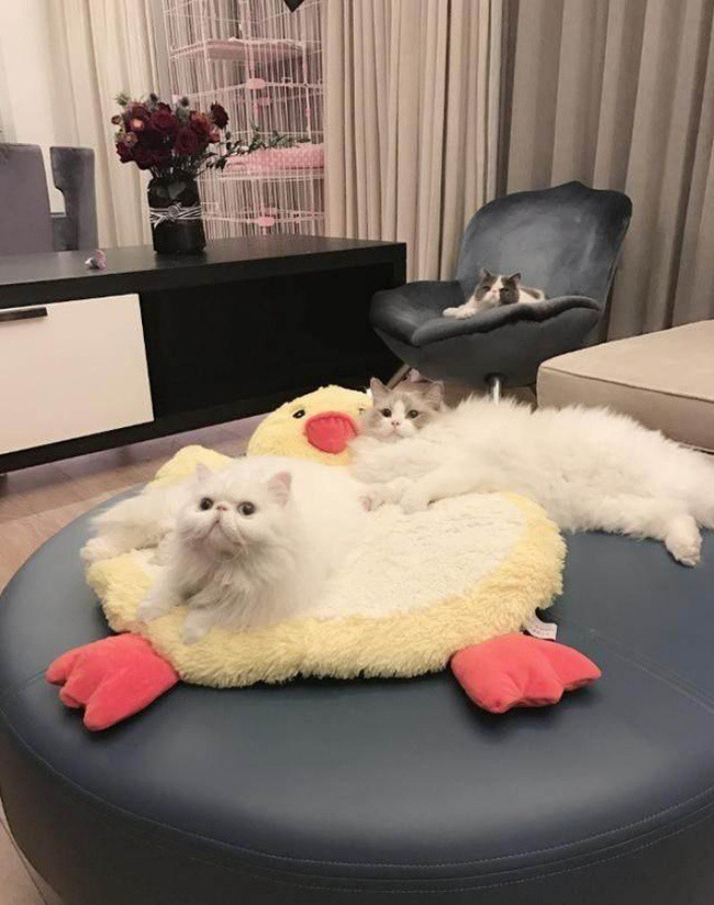 Nhìn lại khối bất động sản khổng lồ của Hoa đán Phạm Băng Băng trước khi bị kết tội trốn thuế-13