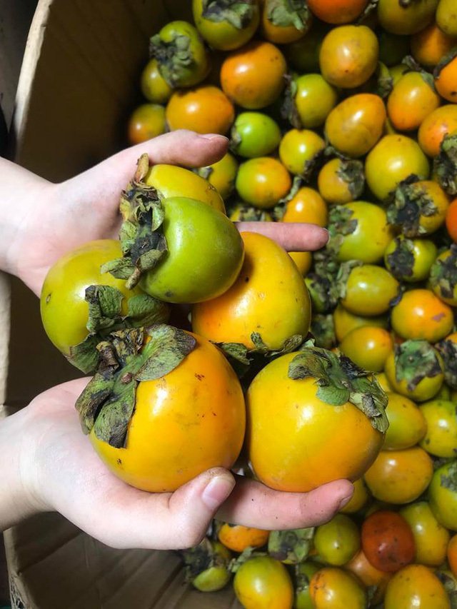 Độc, lạ: hồng treo gió 500.000 đồng/kg, khách khủng bố” đòi hàng phải khóa Facebook-1