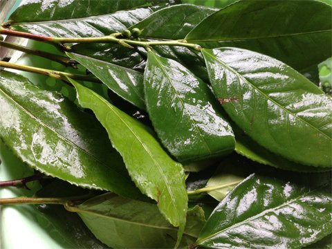 Kho với thứ lá này cá hết tanh lại thơm ngon khó cưỡng-3