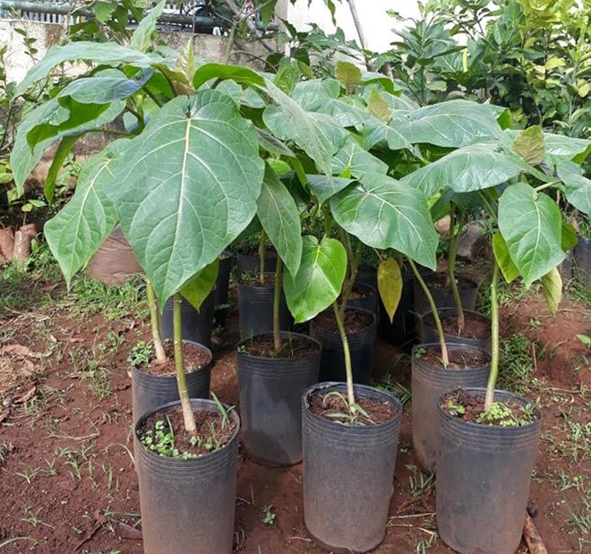 Cà chua độc lạ giá 1 triệu đồng/kg một thời giờ ra sao?-3