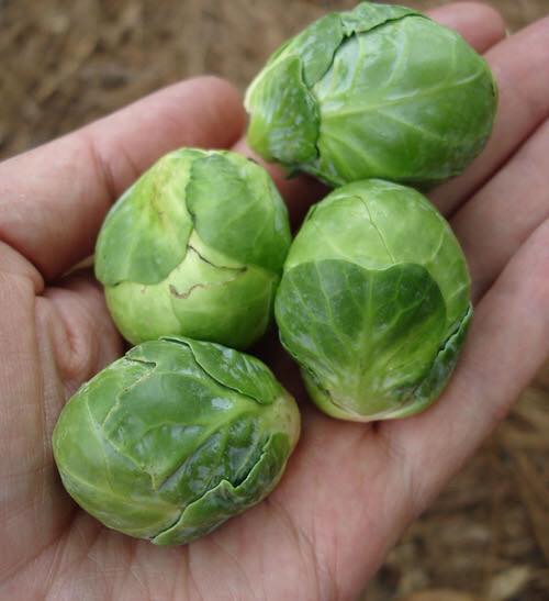 Lạ lùng bắp cải tí hon hơn 300 nghìn đồng/kg được săn từ Pháp-2