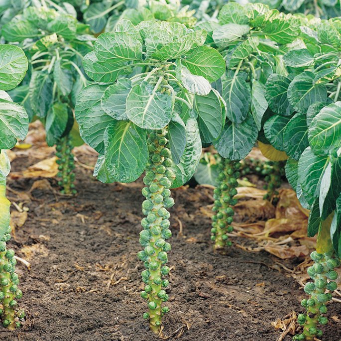 Lạ lùng bắp cải tí hon hơn 300 nghìn đồng/kg được săn từ Pháp-4
