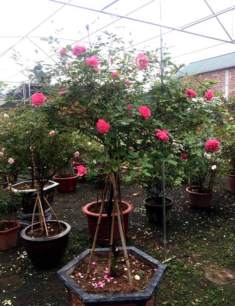 Bỏ 100 triệu mua 40 gốc hồng, đánh xe tải từ Hà Nội vào Sài Gòn tặng vợ-2