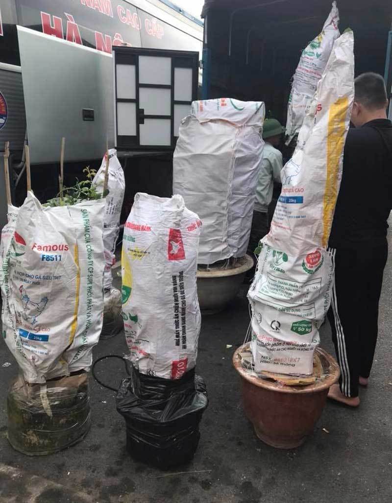 Bỏ 100 triệu mua 40 gốc hồng, đánh xe tải từ Hà Nội vào Sài Gòn tặng vợ-3