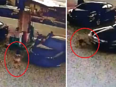 Không thể nhịn cười với trò nghịch cùng đàn chó của chú bé Marcus-1