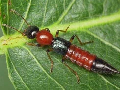 Hàng chục người nhập viện mỗi ngày vì kiến ba khoang: Nguyên nhân đều bắt nguồn từ một sai lầm-3