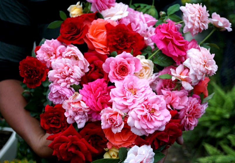 30 phút bán ngàn bông hồng: Giá tăng gấp 3, vì tình yêu không tiếc-5