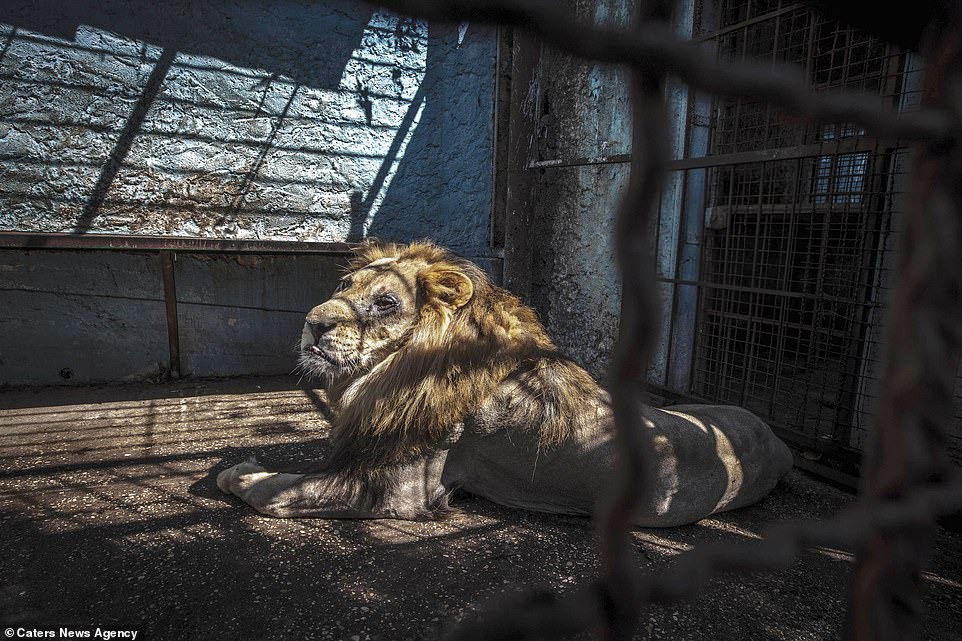 Khung cảnh bên trong Sở thú địa ngục” tại Albania: Sư tử nằm thẫn thờ chờ chết, sói ốm yếu co ro-1