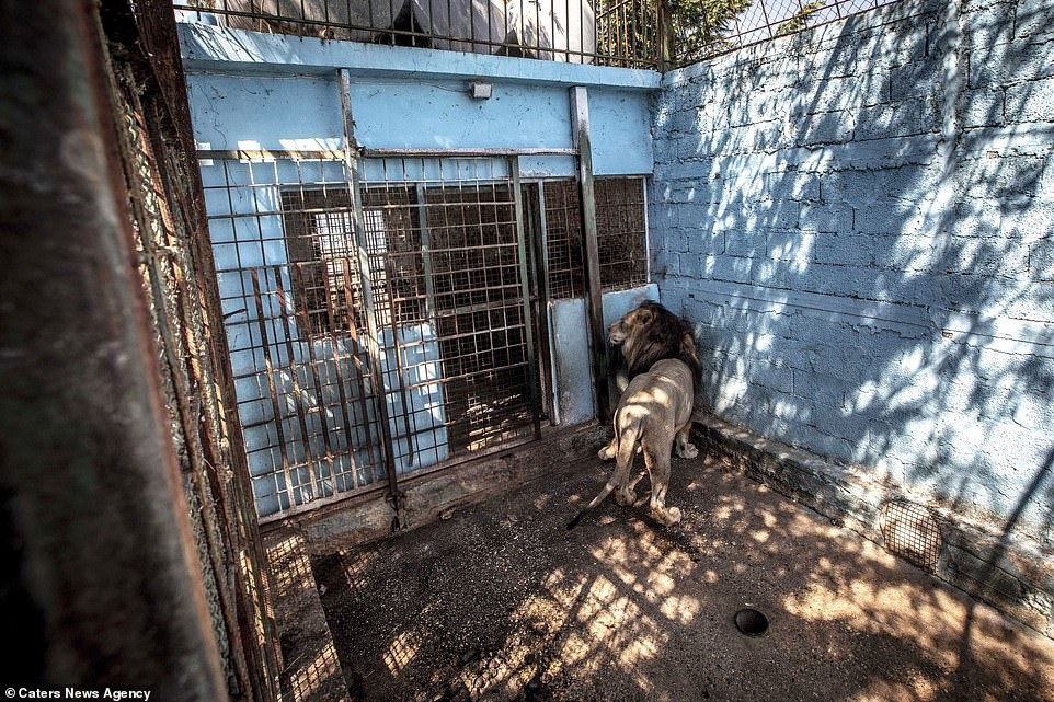 Khung cảnh bên trong Sở thú địa ngục” tại Albania: Sư tử nằm thẫn thờ chờ chết, sói ốm yếu co ro-2
