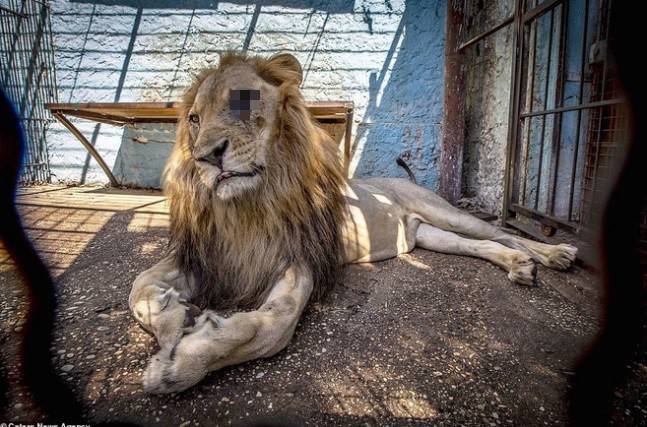 Khung cảnh bên trong Sở thú địa ngục” tại Albania: Sư tử nằm thẫn thờ chờ chết, sói ốm yếu co ro-3