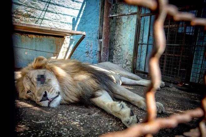 Khung cảnh bên trong Sở thú địa ngục” tại Albania: Sư tử nằm thẫn thờ chờ chết, sói ốm yếu co ro-4