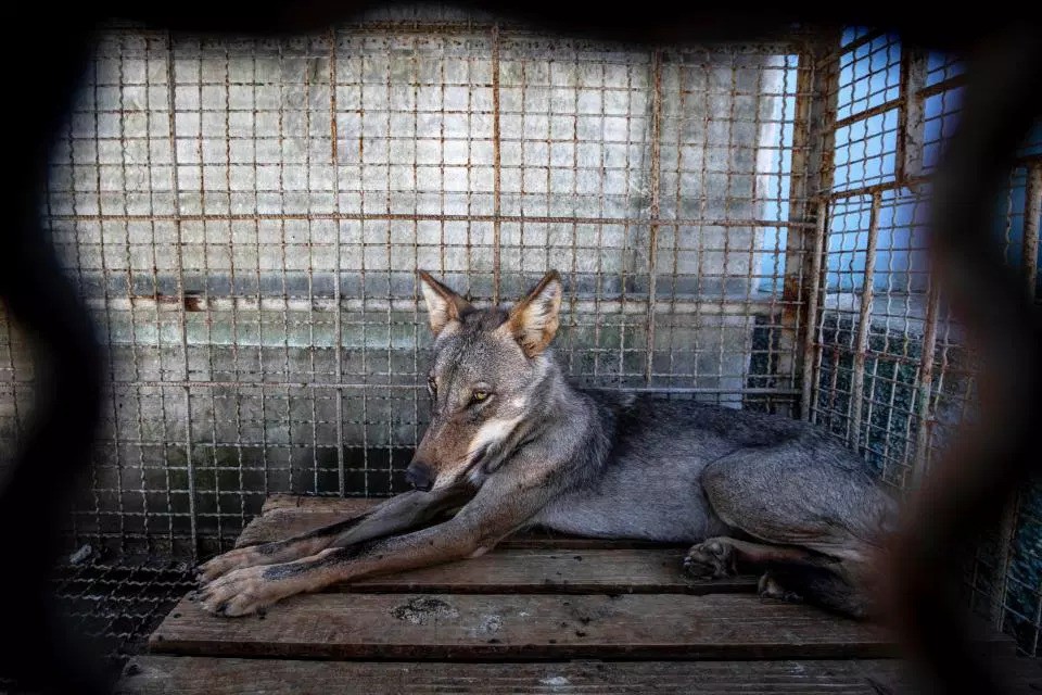 Khung cảnh bên trong Sở thú địa ngục” tại Albania: Sư tử nằm thẫn thờ chờ chết, sói ốm yếu co ro-7