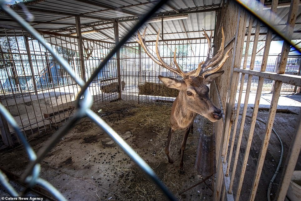 Khung cảnh bên trong Sở thú địa ngục” tại Albania: Sư tử nằm thẫn thờ chờ chết, sói ốm yếu co ro-8