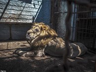 Khung cảnh bên trong “Sở thú địa ngục” tại Albania: Sư tử nằm thẫn thờ chờ chết, sói ốm yếu co ro