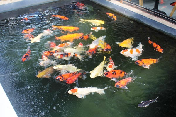 Hơn 300 chú cá quốc ngư xứ Mặt Trời mọc đẹp mê hồn của trai phố núi-1