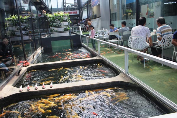 Hơn 300 chú cá quốc ngư xứ Mặt Trời mọc đẹp mê hồn của trai phố núi-4