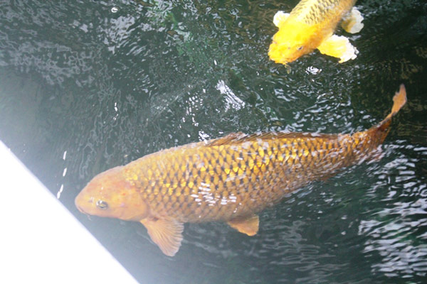 Hơn 300 chú cá quốc ngư xứ Mặt Trời mọc đẹp mê hồn của trai phố núi-6