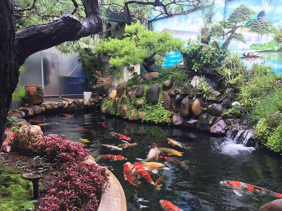 Hơn 300 chú cá quốc ngư xứ Mặt Trời mọc đẹp mê hồn của trai phố núi-7