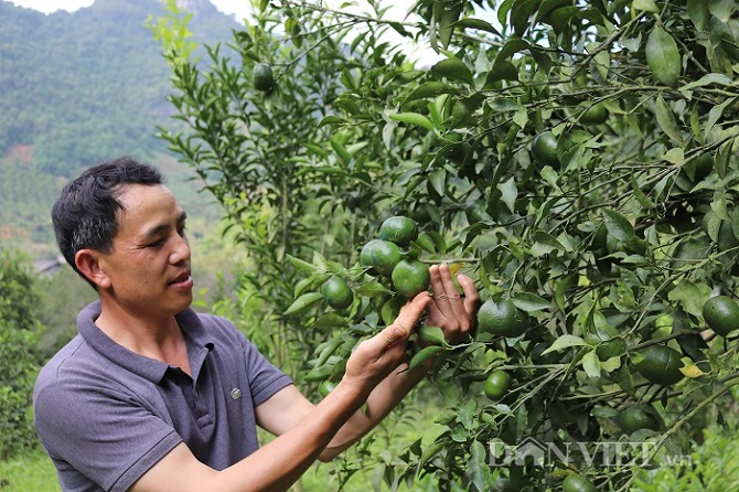 Ăn nên làm ra nhờ giống quýt lạ cha truyền con nối-2
