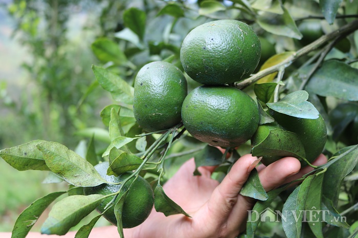 Ăn nên làm ra nhờ giống quýt lạ cha truyền con nối-3