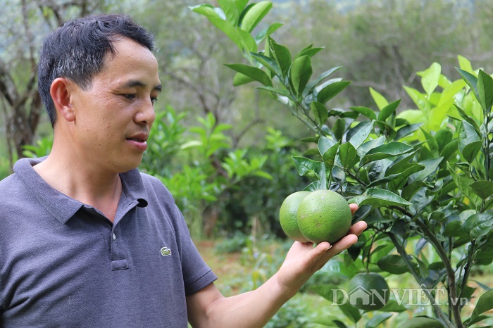 Ăn nên làm ra nhờ giống quýt lạ cha truyền con nối-4
