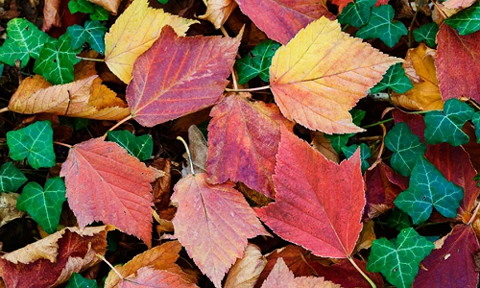 Chưa sõi mặt chữ, học sinh lớp 1 bị yêu cầu làm bài tập nhặt lá, đo chu vi và viết báo cáo 12 trang-1