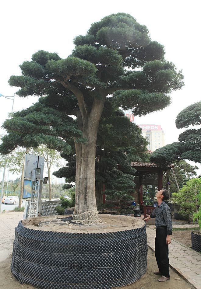 Vườn tùng la hán Nhật nghìn tỷ ở Hà Nội: Mỗi cây giá cả tỷ đồng-11
