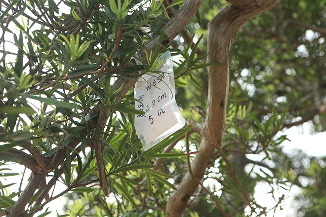 Vườn tùng la hán Nhật nghìn tỷ ở Hà Nội: Mỗi cây giá cả tỷ đồng-13