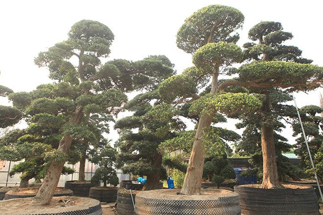 Vườn tùng la hán Nhật nghìn tỷ ở Hà Nội: Mỗi cây giá cả tỷ đồng-16