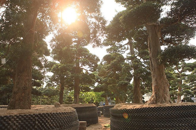 Vườn tùng la hán Nhật nghìn tỷ ở Hà Nội: Mỗi cây giá cả tỷ đồng-3