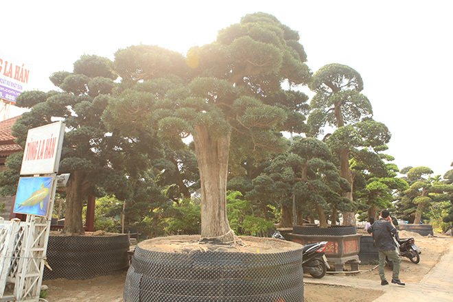 Vườn tùng la hán Nhật nghìn tỷ ở Hà Nội: Mỗi cây giá cả tỷ đồng-5