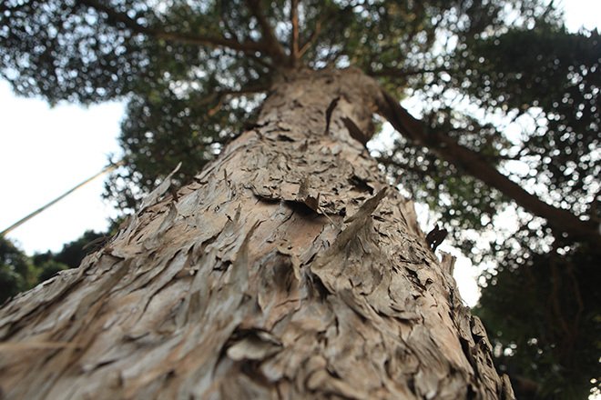 Vườn tùng la hán Nhật nghìn tỷ ở Hà Nội: Mỗi cây giá cả tỷ đồng-6