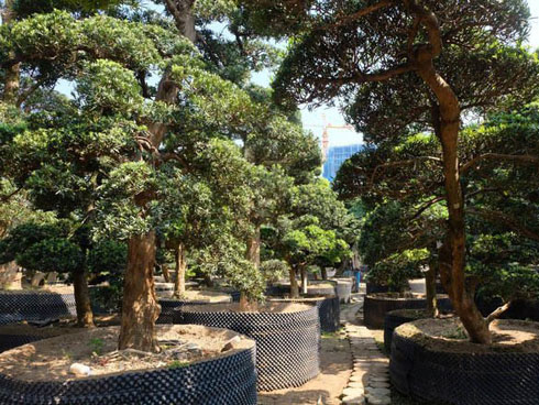 Chiêm ngưỡng Đồi Tùng La Hán” thiết kế bắt mắt độc nhất vô nhị-11