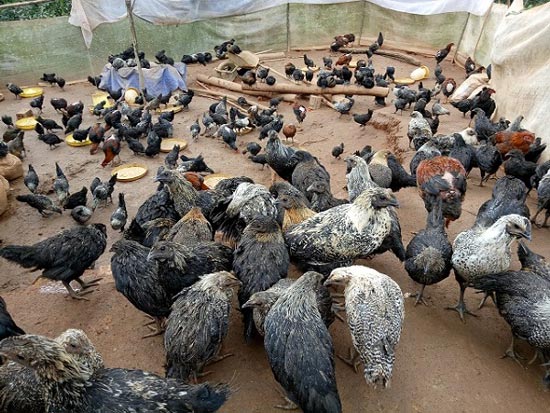 Cất bằng đại học kiến trúc về núi nuôi gà đen, thu 400 triệu/năm-3