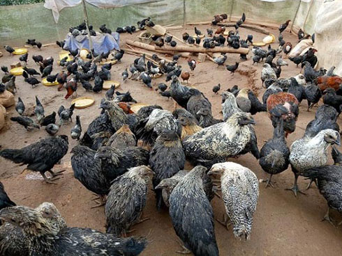 Gà mặt quỷ đen hết phần thiên hạ giá đắt hơn cả vàng ròng-16