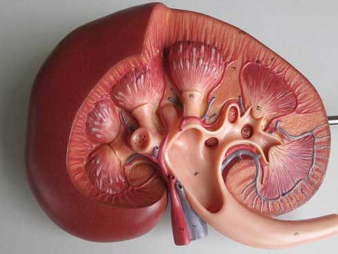 Chuyên gia đầu ngành Thận: Nên giữ mồm giữ miệng, đừng mắc sai lầm này khi ăn kẻo suy thận-2