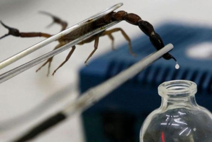 Choáng váng nọc độc bò cạp: Chỉ vài giọt giá cả tỷ đồng-1