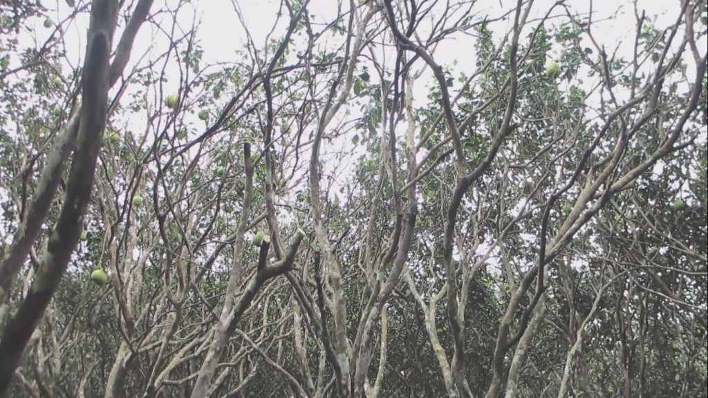 Bưởi Năm Roi rụng trắng gốc, nông dân khóc ròng bán 1.000 đồng/kg-2