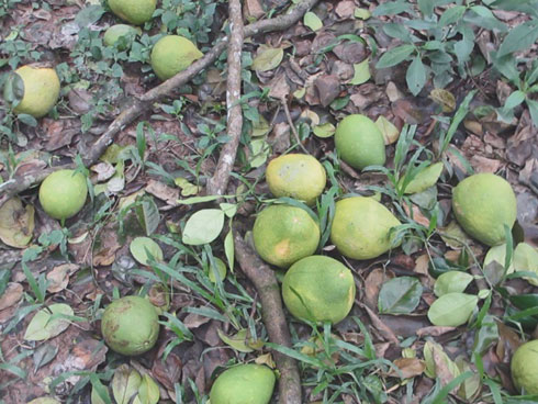 Cánh đồng mùa thơm ngọt, nông dân lại ngồi khóc ròng-3