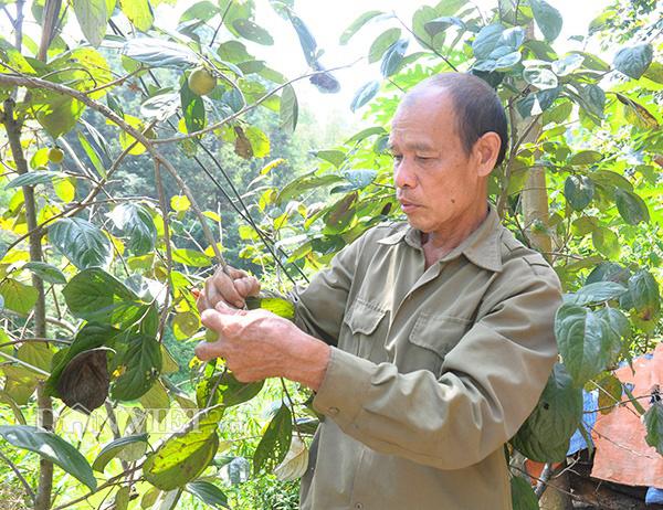 Cãi vợ đổi nhà lấy đồi rậm rạp, lão gàn vùng biên giờ sống khỏe re-2