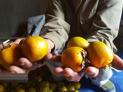 Tay chơi U70 An Giang chi tiền dụ đàn cá tra quý hiếm về để ngắm-7