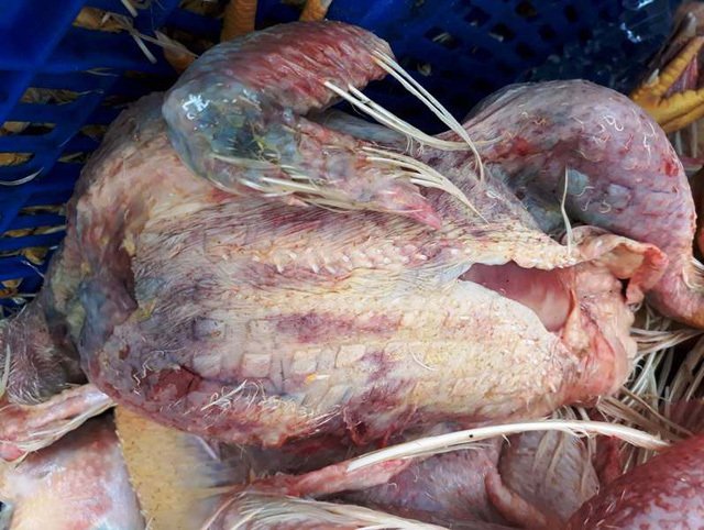 Hàng tấn thịt chim cút bẩn và gà chết tím tái bị chặn đứng ở Sài Gòn-2