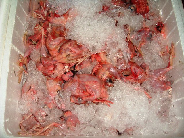 Hàng tấn thịt chim cút bẩn và gà chết tím tái bị chặn đứng ở Sài Gòn-1