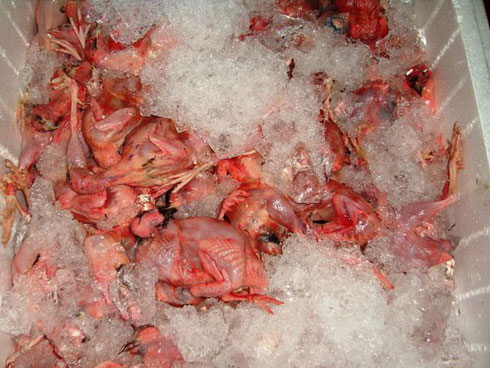 Rùng mình ‘công nghệ’ sản xuất tinh bột nghệ ‘nhà làm’-4