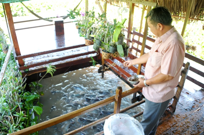 Tay chơi U70 An Giang chi tiền dụ đàn cá tra quý hiếm về để ngắm-1