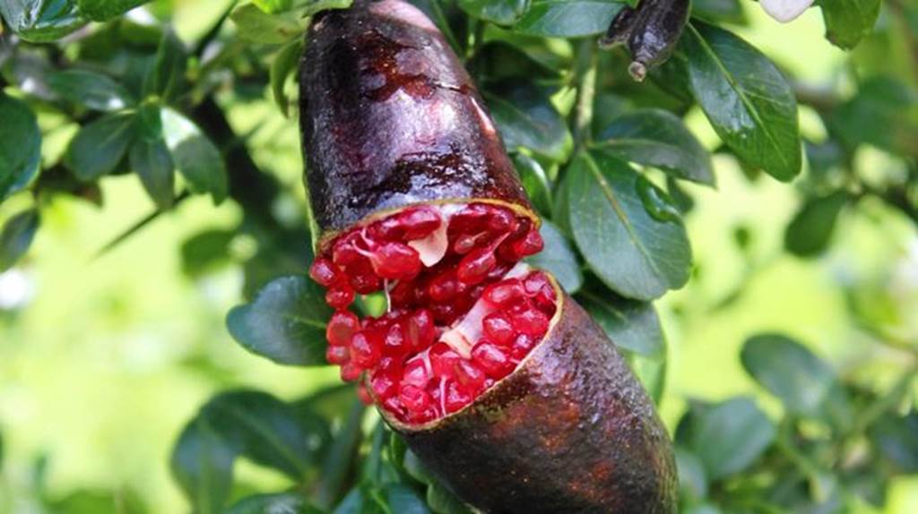 Cận cảnh chanh vị cực lạ giá 3,5 triệu đồng/kg, chị em phát sốt-1